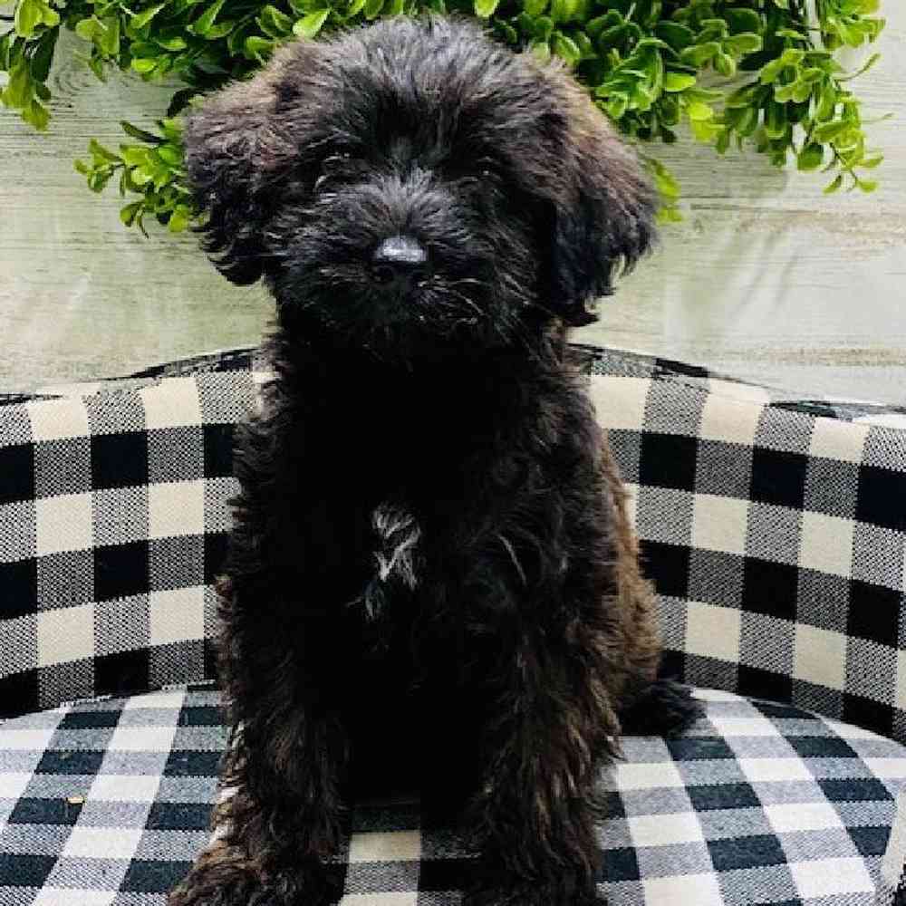 Male Schnoodle Puppy for sale