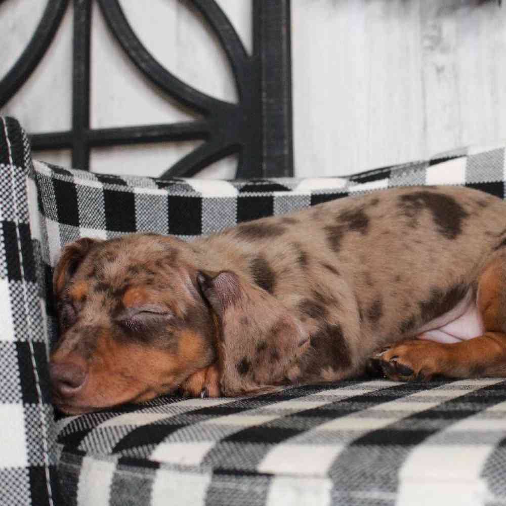 Male Dachshund Puppy for sale