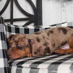 Dachshund