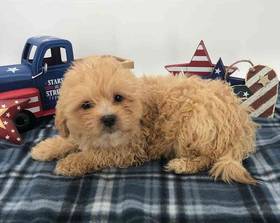 Lhasa-Poo