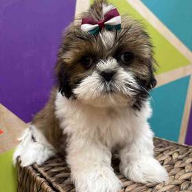 Shih Tzu