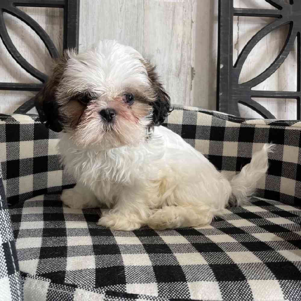carousel pet images