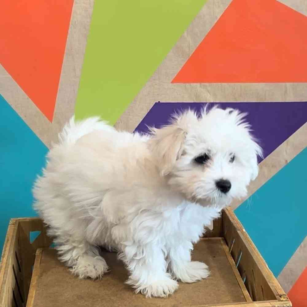 Image of a pet breed in the gallery