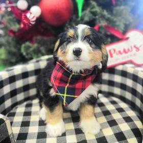 Mini Bernedoodle