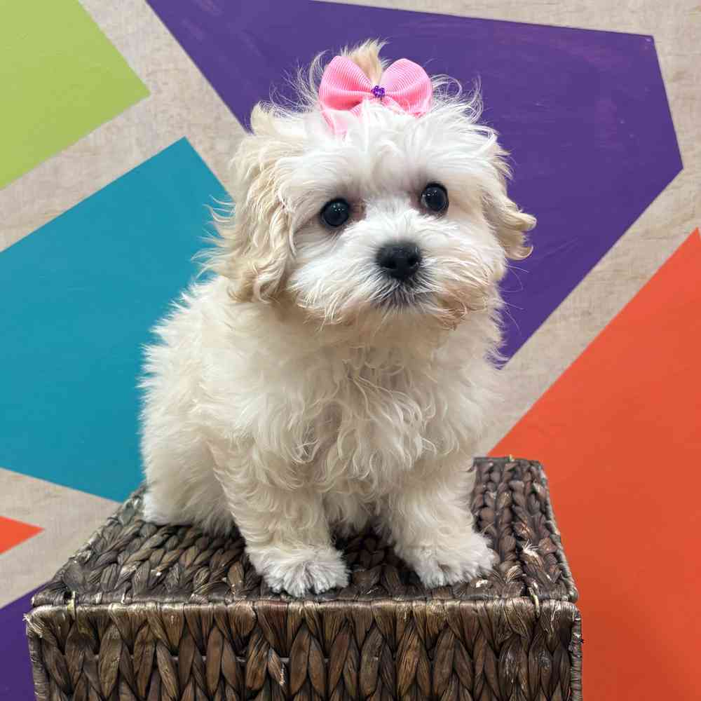 Image of a pet breed in the gallery