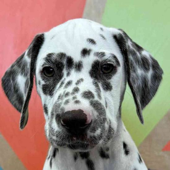 Dottie