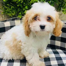 Cavapoo