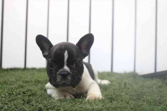 French Bulldog
