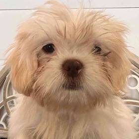 Shih Tzu
