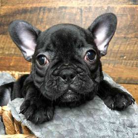 French Bulldog