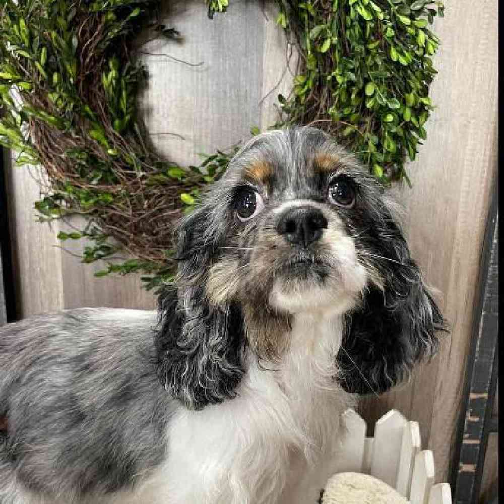 Dapple cocker spaniel cheap