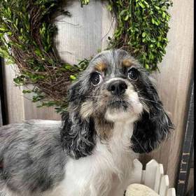 Cocker Spaniel
