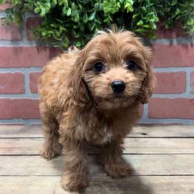 Cavapoo