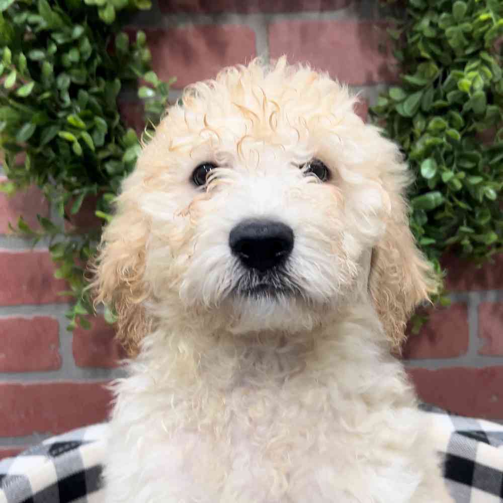 carousel pet images