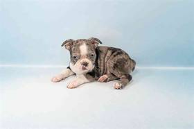 Boston Terrier