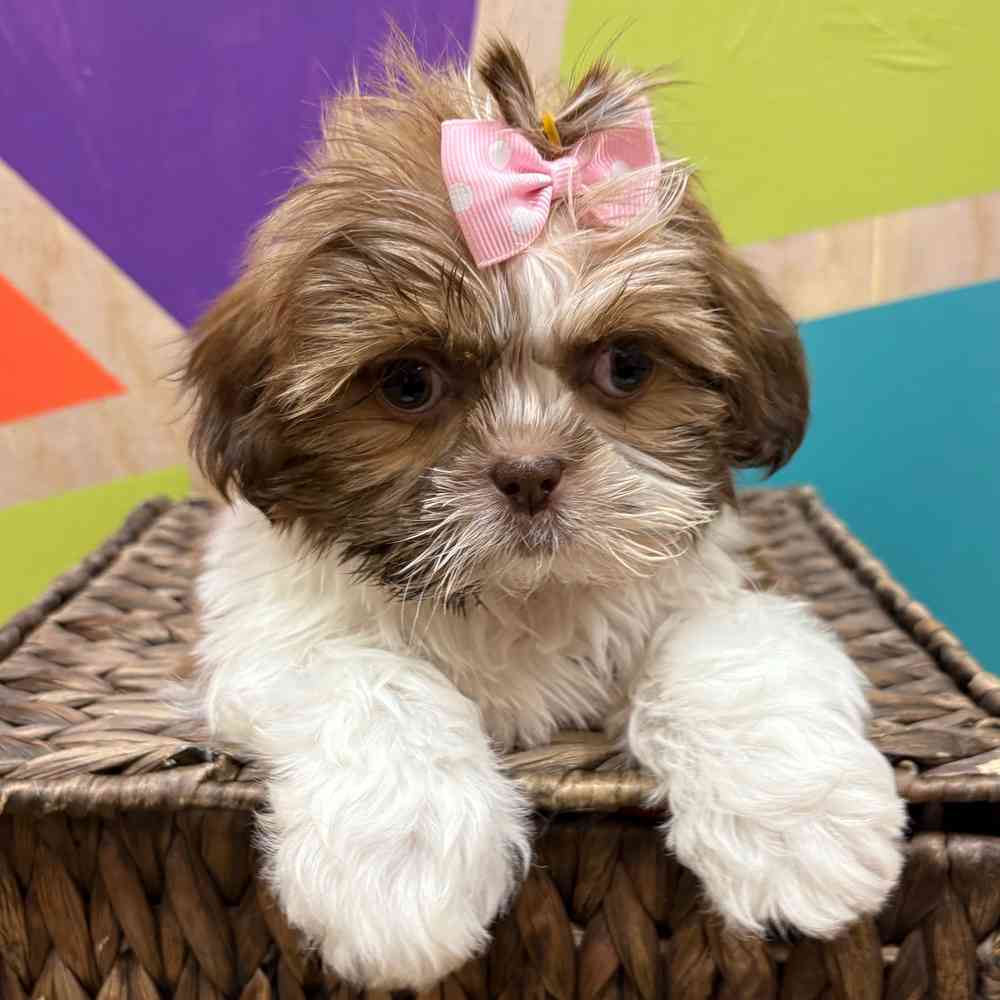 carousel pet images