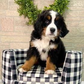 Bernese Mountain Dog