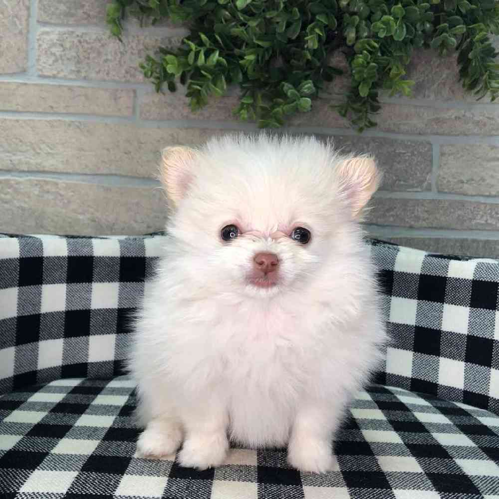 Female Pomeranian Puppy for sale