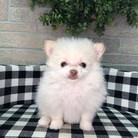 Pomeranian