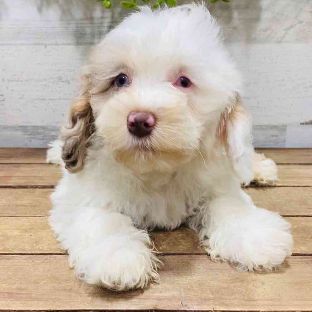 carousel pet images