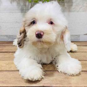 Cockapoo