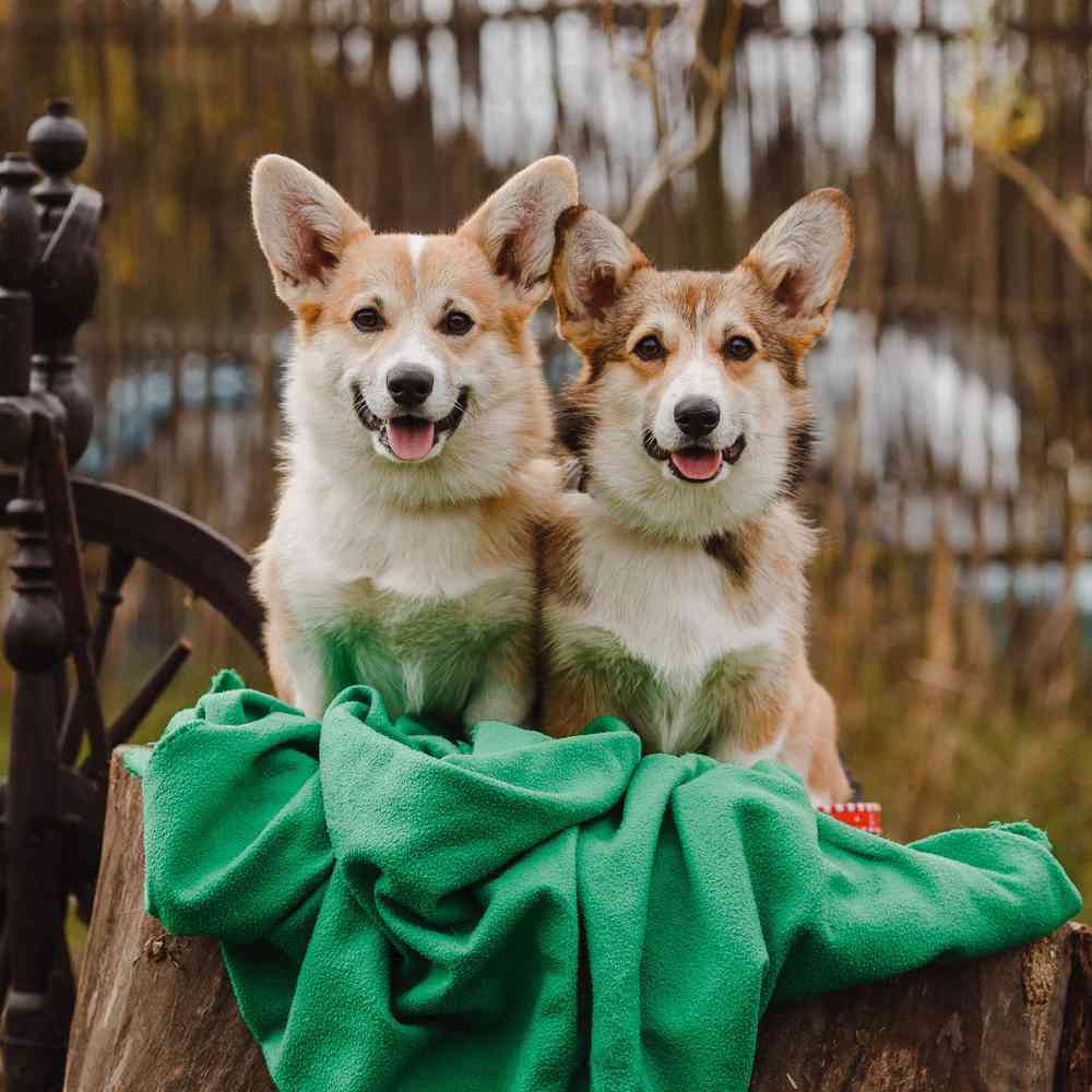 Welsh corgi sale ár