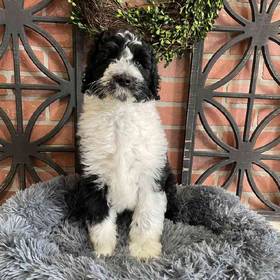 Sheepadoodle