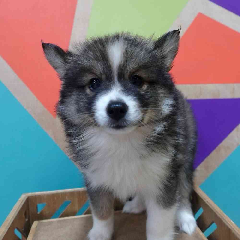carousel pet images