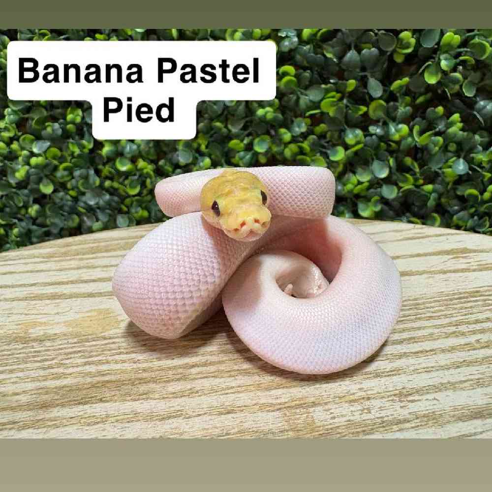 Male Ball Python Reptile for Sale in Joplin, MO
