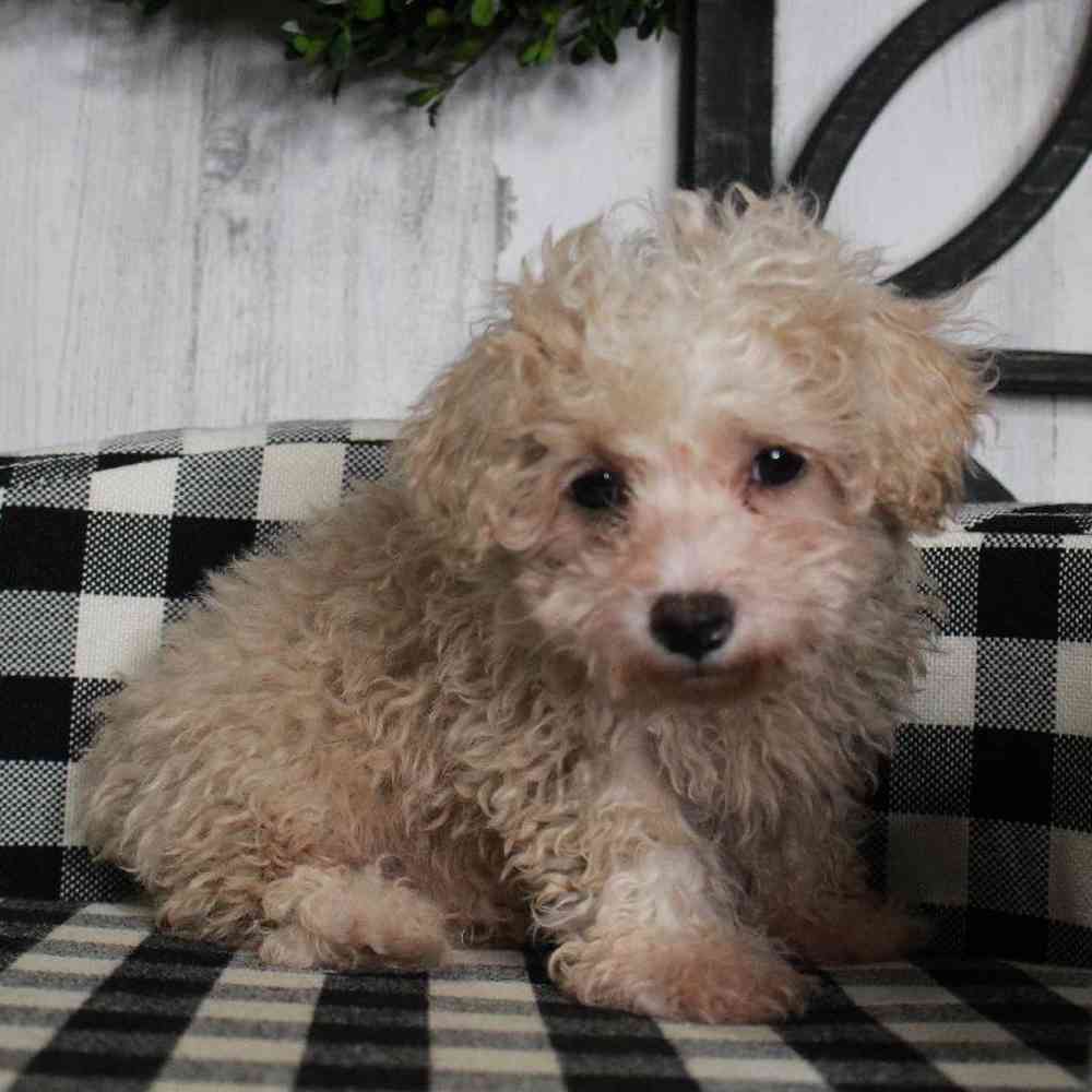 Male Maltipoo Puppy for sale