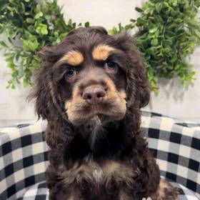 Cocker Spaniel