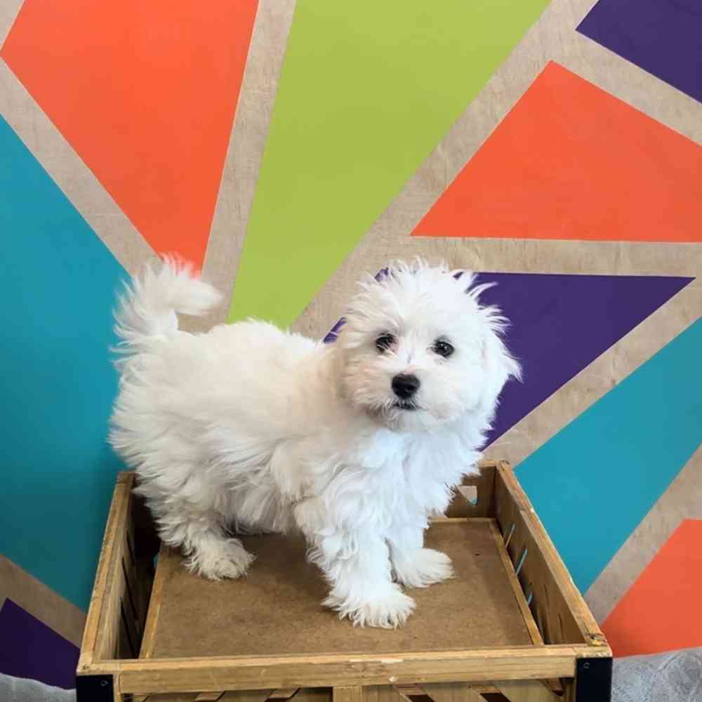 carousel pet images