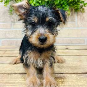 Silky Terrier