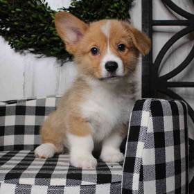 Pembroke Welsh Corgi