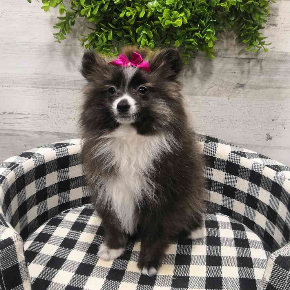 carousel pet images