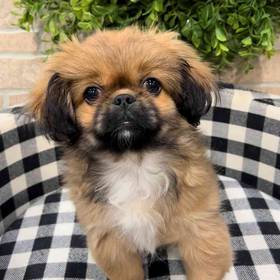 Pekingese