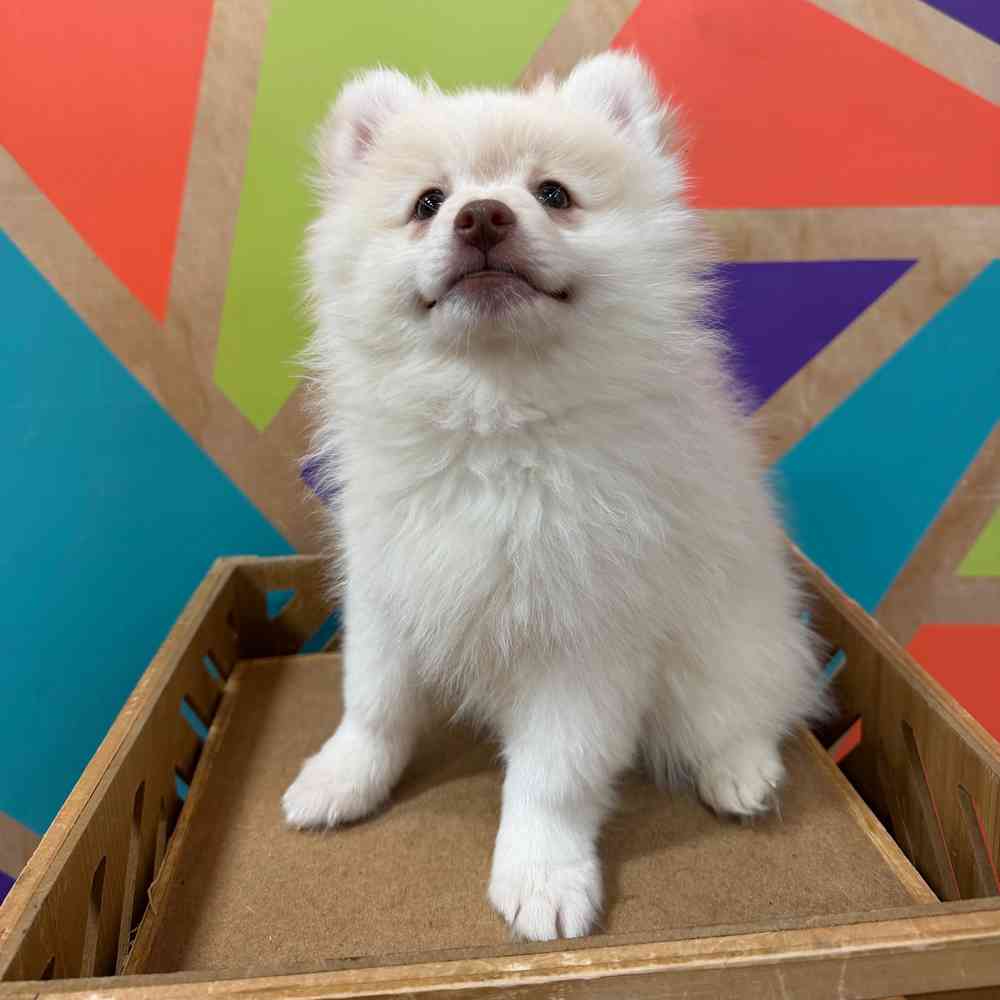 carousel pet images
