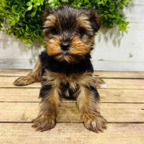 Yorkie