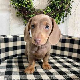 Dachshund