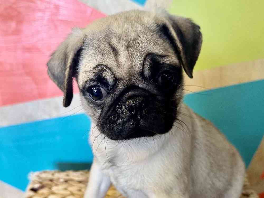 carousel pet images