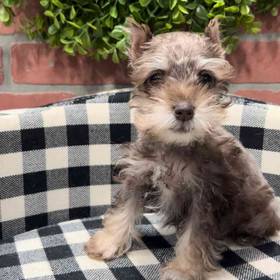 Mini Schnauzer