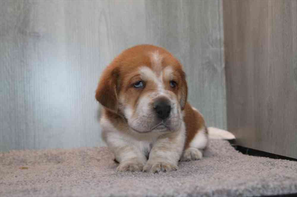 Image of a pet breed in the gallery