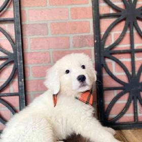 Great Pyrenees