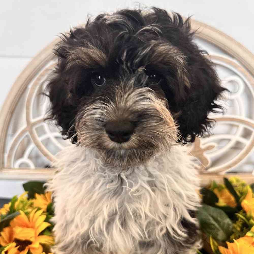 carousel pet images