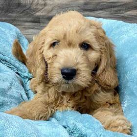 Mini Goldendoodle