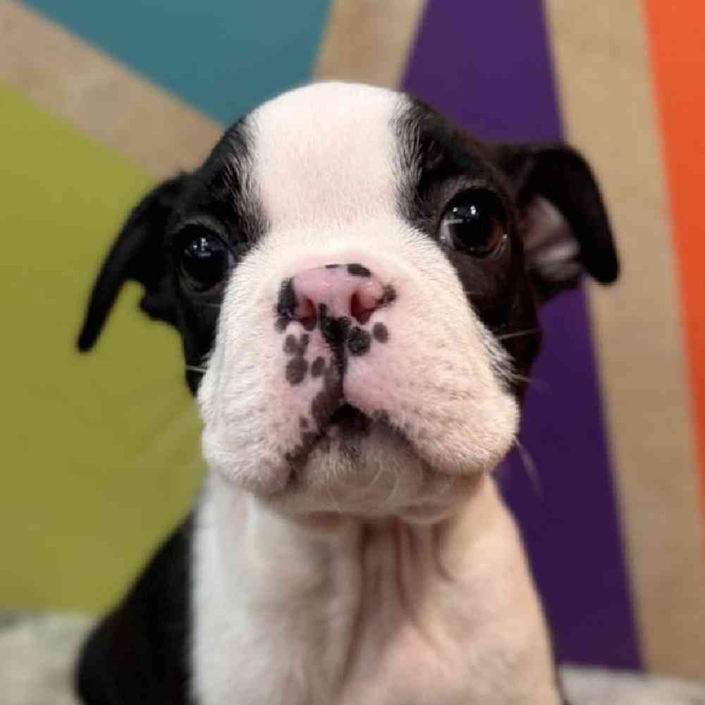 Image of a pet breed in the gallery