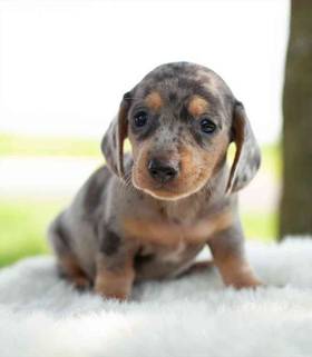 Dachshund