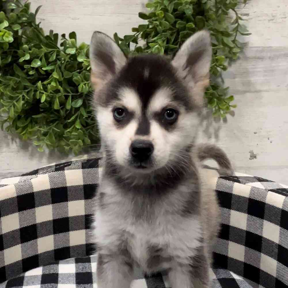 carousel pet images