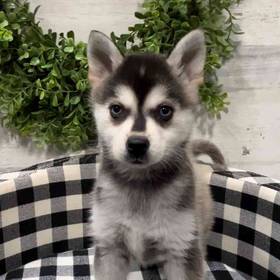 Alaskan Klee Kai