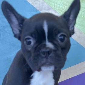 Frenchton